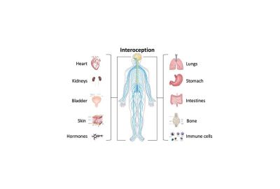 Poor interoception - graph depicting bodily functions associated with interoception