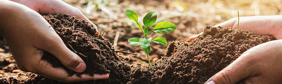 Teacher with a student helping plant a small tree in garden.