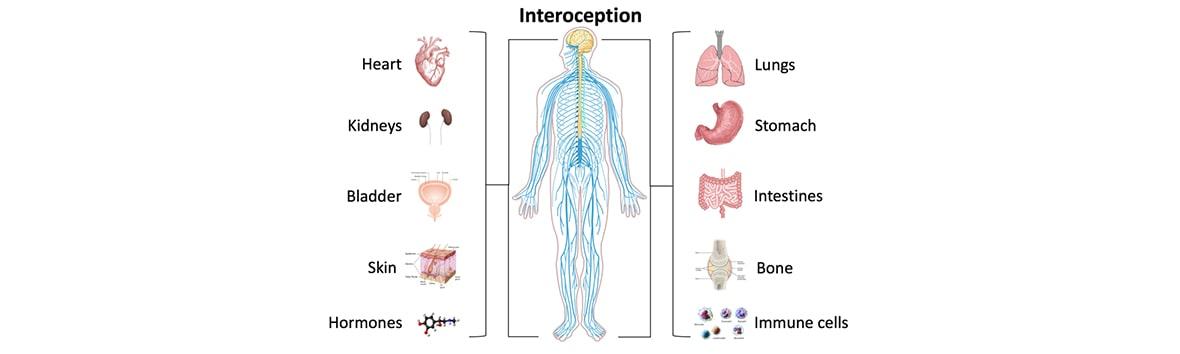 Poor interoception - graph depicting bodily functions associated with interoception